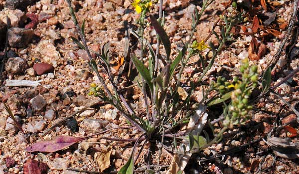 Physaria gordonii, Gordons' Bladderpod, Southwest Desert Flora